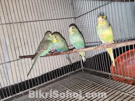 Budgerigar